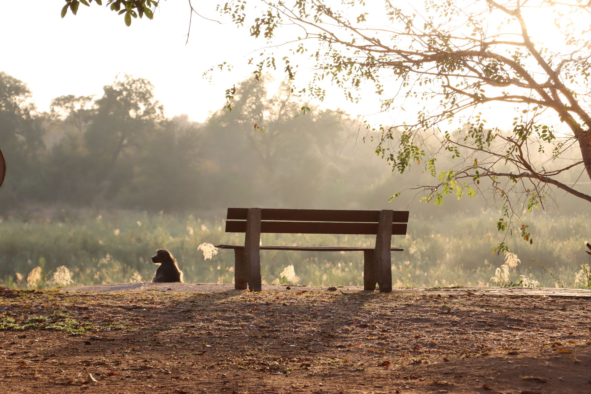 A wooden bench under a tree in the bush at sunrise, with a baboon sitting nearby.
